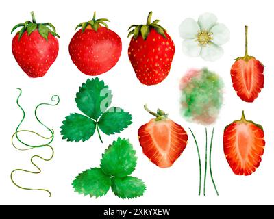 Hochwertige Illustrationen von Erdbeeren, Blättern und Blumen in verschiedenen Formen und Stufen. Isolierte Objekte auf weißem Hintergrund für die Gestaltung einer Broschüre, eines Flyers, eines E-Packs, eines Etiketts oder einer Werbung. Digitale Kunst im Aquarellstil. Stockfoto