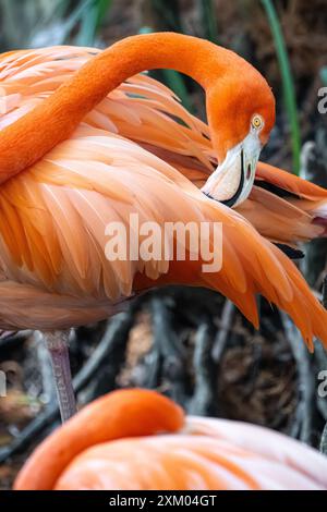 Karibische Flamingos, auch bekannt als amerikanische Flamingos (Phoenicopterus ruber), im Jacksonville Zoo and Gardens in Jacksonville, Florida. (USA) Stockfoto