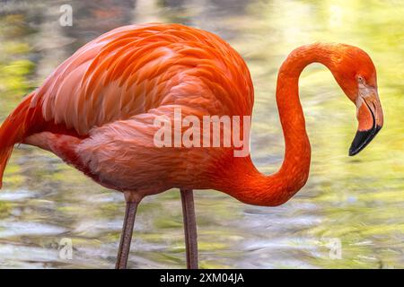 Karibischer Flamingo, auch bekannt als amerikanischer Flamingo (Phoenicopterus ruber), im Jacksonville Zoo and Gardens in Jacksonville, Florida. (USA) Stockfoto