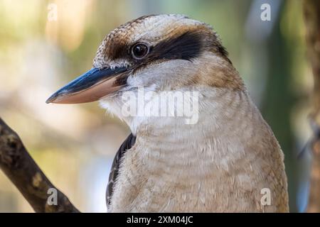 Laughing Kookaburra (Dacelo novaeguineae) im Jacksonville Zoo and Gardens in Jacksonville, Florida. (USA) Stockfoto