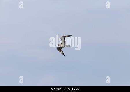 Arctic skua Stercorarius parasiticus, Erwachsene fliegen, Minsmere RSPB Reserve, Suffolk, England, Juli Stockfoto