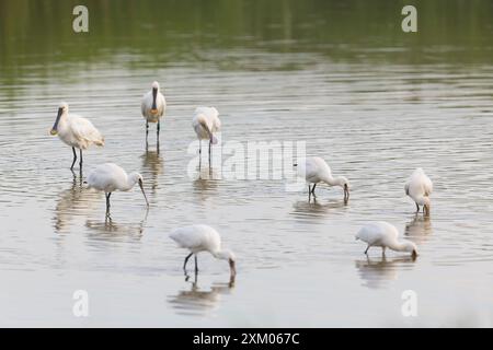 Eurasischer Löffelschnabel Platalea leucorodia, 2 Erwachsene und 6 Jugendliche wattieren, Minsmere RSPB Reserve, Suffolk, England, Juli Stockfoto