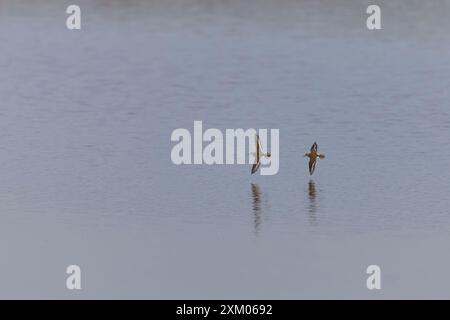 Sandpiper Actitis hypoleucos, 2 Erwachsene fliegen, Minsmere RSPB Reserve, Suffolk, England, Juli Stockfoto