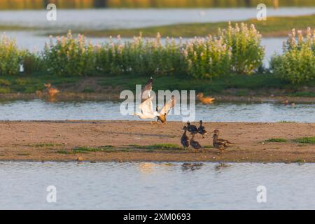 Stocktier Anas platyrhynchos, erwachsenes Weibchen, das die kleine Schwarzmöwe Larus fuscus angreift, erwachsenes Mädchen, um die Jungen zu schützen, Minsmere RSPB Reserve, Suffolk Stockfoto