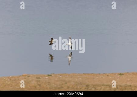 Sandpiper Actitis hypoleucos, 2 Erwachsene fliegen, Minsmere RSPB Reserve, Suffolk, England, Juli Stockfoto