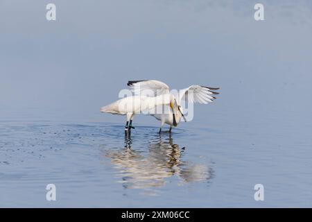 Eurasischer Löffelschnabel Platalea leucorodia, adulte Fütterung von Jugendlichen, Minsmere RSPB Reserve, Suffolk, England, Juli Stockfoto