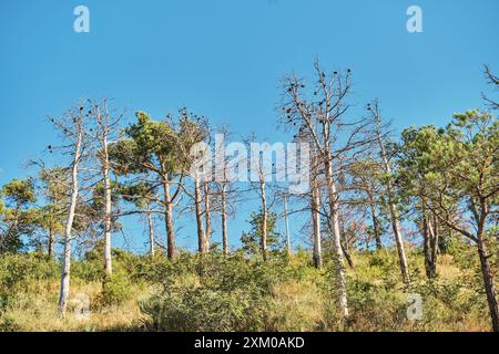 Getrockneter Kiefernwald am Berghang, Dürreprobleme über die Brandgefahr in Bergwäldern, Naturschutzkonzept Stockfoto