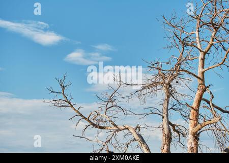 Poster über Dürreprobleme über die Brandgefahr in Bergwäldern, tote trockene Kiefer vor blauem Himmel Stockfoto