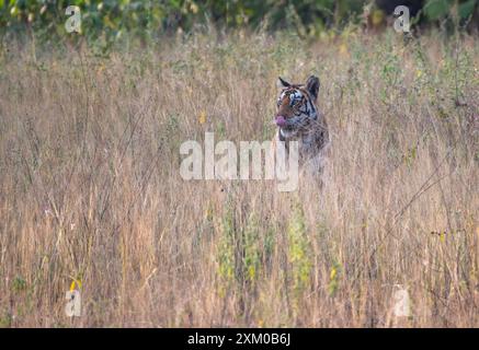 Royal Bengal tiger Stockfoto