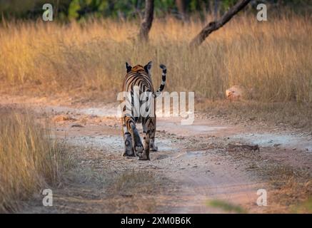 Royal Bengal tiger Stockfoto