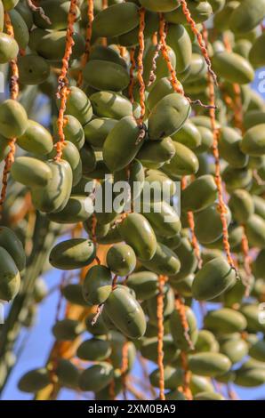 Nahaufnahme, Reife mit gelben Früchten (Phoenix dactylifera) Stockfoto