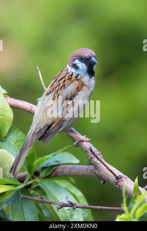 Männlicher Baumsperling auf dem Gartenstrauch (Passer montanus) Stockfoto