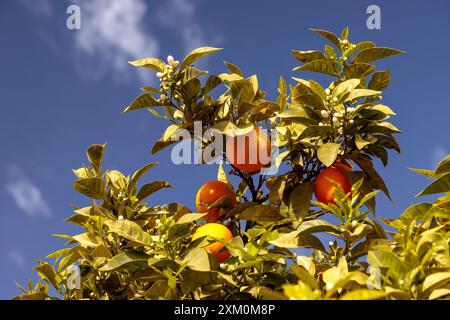 Reife Orangen wachsen auf einem Baum in Tejeda auf Gran Canaria, Kanarische Inseln Stockfoto