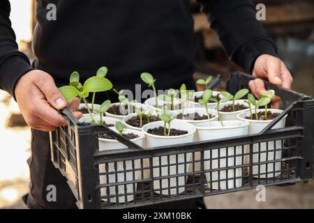 Kunststoffschwarze Box mit frischen Bauernpflanzen in Pappbechern. Junges Gemüse in den Händen des Mannes draußen. Landwirt, der eine Schachtel mit Gemüsesämlingen hält, einschließlich Stockfoto