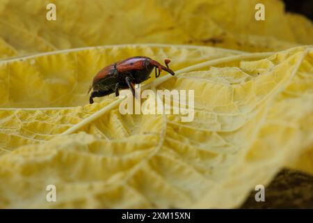 Rotkäfer, rhynchophorus ferrugineus, auf gelbem Blatt, Alcoy, Spanien Stockfoto
