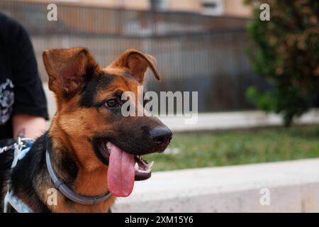 Deutscher Schäferhund gemischt Welpen mit Zunge nach außen während des Spiels und täglichen Trainings, Alcoy, Spanien Stockfoto