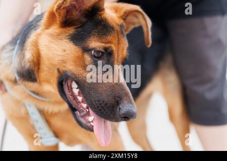 Deutscher Schäferhund gemischt Welpen mit Zunge nach außen während des Spiels und täglichen Trainings, Alcoy, Spanien Stockfoto
