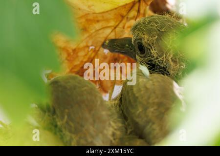 Nahaufnahme von zwei Taubenküken mit Kragen, Streptopelia Decocto, im Nest auf Vitis vinifera-Weinrebe, Alcoy, Spanien Stockfoto