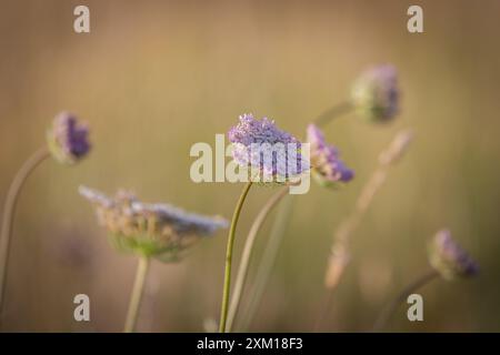 Hübsche rosafarbene Karottenblüten in Blüte an einem Sommerabend in den South Downs Stockfoto