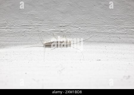 Hässliches Silberfisch (Lepisma saccharina) Insekt an weißer Wand Stockfoto