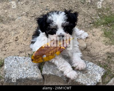 Bolonka zwetna Shih Tzu Welpe mit einem Blatt im Mund Stockfoto