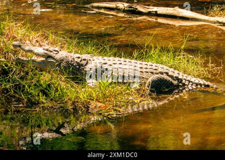 Gelbe Krokodile an einem Teich im Haller Park in Bamburi, Mombasa, Kenia Stockfoto