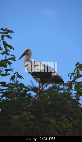 Storch Im Nest Stockfoto