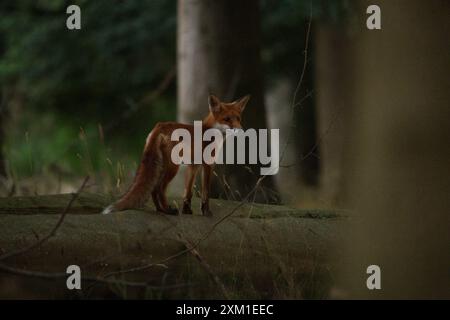 Rotfuchs im Wald - Rotfuchs im Wald Stockfoto