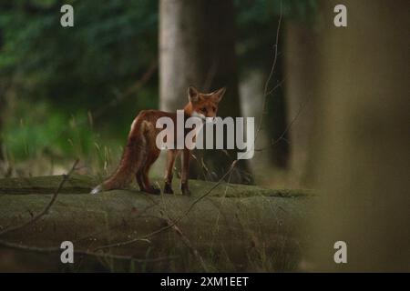 Rotfuchs im Wald - Rotfuchs im Wald Stockfoto