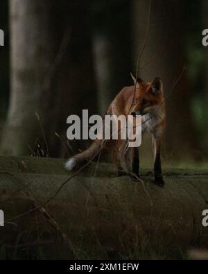 Rotfuchs im Wald - Rotfuchs im Wald Stockfoto