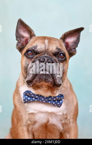 Porträt des süßen Rehhunds französischer Bulldogge mit blauer Fliege vor pastellblauem Studiohintergrund Stockfoto