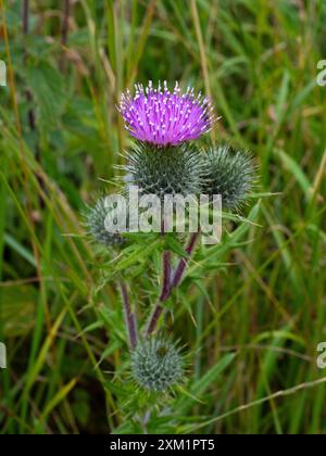 Dorndistel, auch bekannt als Cirsium vulgare oder Bullendistel mit frischen Pollensäcken Stockfoto