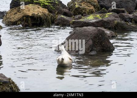 Graue Robben in Ravenscar, North Yorkshire, British Isles. Stockfoto