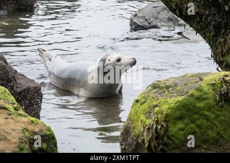 Graue Robben in Ravenscar, North Yorkshire, British Isles. Stockfoto