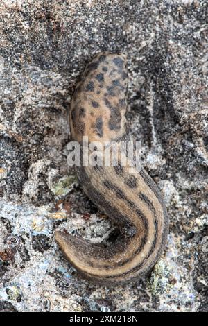 Leopardenschnecke (Limax maximus), auch große graue Schnecke genannt, Hampshire England, Vereinigtes Königreich Stockfoto