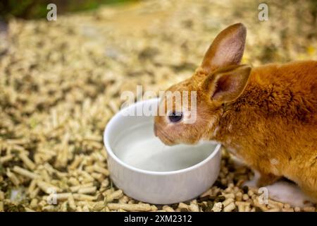 Rotes Kaninchen trinkt Wasser aus der Schüssel. Kopierraum, Platz für Text. Stockfoto