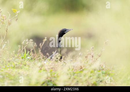 Little Cormorant - Microcarbo niger Stockfoto