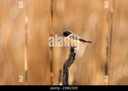 Sibirischer Stonechat - Saxicola Maurus Stockfoto