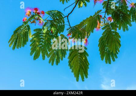 Halbsilhouette der Blätter des persischen Seidenbaums (Albizia julibrissin) in der Blüte - Zentralfrankreich. Stockfoto