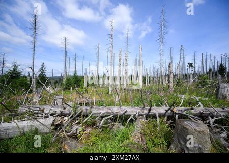 PRODUKTION - 25. Juli 2024, Niedersachsen, Oderbrück: Ein vom Rindenkäfer zerstörter Fichtenwald im Nationalpark Harz. Schädlinge wie der Rindenkäfer, Dürre und Klimawandel fordern ihren Tribut an den deutschen Wäldern. Ganze Landschaften und Naturräume verändern sich. Im Harz hat der Rindenkäfer Zehntausende Hektar Fichtenwälder zerstört. Foto: Julian Stratenschulte/dpa Stockfoto