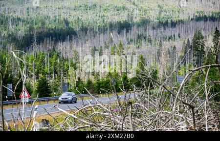 PRODUKTION - 25. Juli 2024, Niedersachsen, Oderbrück: Ein Auto fährt zwischen vom Rindenkäfer zerstörten Fichtenwäldern im Nationalpark Harz. Schädlinge wie der Rindenkäfer, Dürre und Klimawandel fordern ihren Tribut an den deutschen Wäldern. Ganze Landschaften und Naturräume verändern sich. Im Harz hat der Rindenkäfer Zehntausende Hektar Fichtenwälder zerstört. Foto: Julian Stratenschulte/dpa Stockfoto