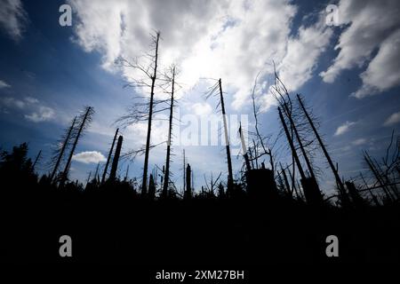 PRODUKTION - 25. Juli 2024, Niedersachsen, Oderbrück: Ein vom Rindenkäfer zerstörter Fichtenwald im Nationalpark Harz. Schädlinge wie der Rindenkäfer, Dürre und Klimawandel fordern ihren Tribut an den deutschen Wäldern. Ganze Landschaften und Naturräume verändern sich. Im Harz hat der Rindenkäfer Zehntausende Hektar Fichtenwälder zerstört. Foto: Julian Stratenschulte/dpa Stockfoto