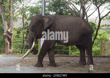 Ein Elefant in Gefangenschaft in einem Zoo mit angeketteten Beinen Stockfoto