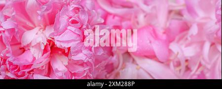 Аbstract romantischer Hintergrund mit zarten rosa Pfingstrosen Blumen, Banner, selektiver Fokus, Nahaufnahme Stockfoto