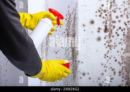 Reinigung der Wand mit Hilfe eines Sprühgeräts von giftigen Schimmelflecken und Pilzbakterien. Konzept zur Beseitigung des Schimmelproblems in Innenräumen Stockfoto