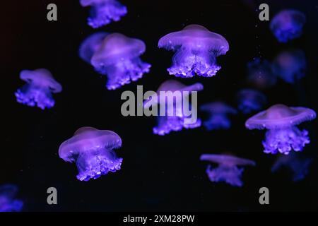 Mediterrane Quallen, Spiegelei, Cotylorhiza tuberculata, Schwimmen im Meerwasser mit rosa Neonlicht. Quallen-Aquarium, Ozeanarium-Pool. Theriol Stockfoto