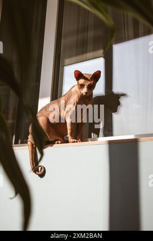 Eine kahle kanadische Sphynx-Katze sitzt an einem sonnigen Tag mit kontrastierenden Schatten auf einer Fensterbank auf einem Balkon. Vertikales Foto mit einem Haustier-Katze Stockfoto