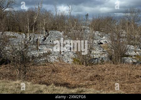 Kalksteinpflaster auf dem Gipfelplateau Hutton Roof Crags bei Burton in Kendal Westmorland und Furness England Stockfoto