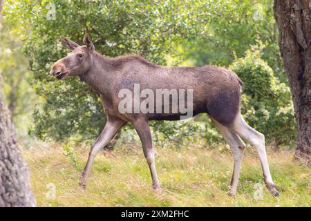 eurasische Elche, die durch Bäume in einem Mischwald spazieren Stockfoto