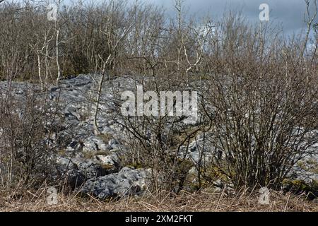 Kalksteinpflaster auf dem Gipfelplateau Hutton Roof Crags bei Burton in Kendal Westmorland und Furness England Stockfoto